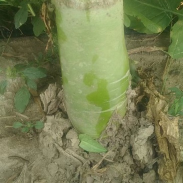 自家农场种的罗卜大量出售