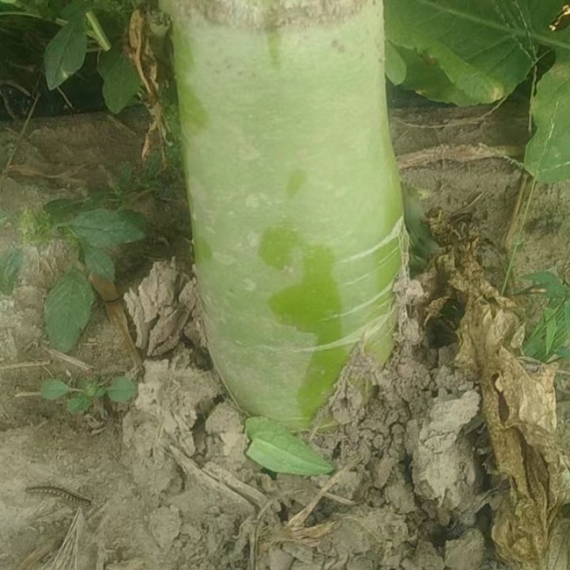 自家农场种的罗卜大量出售