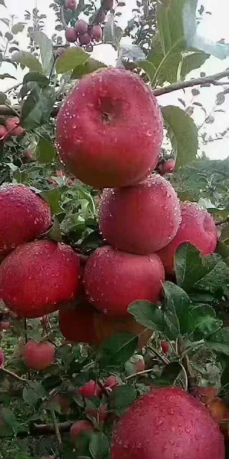 丽江宁蒗糖心苹果（场地直供）保证质量，可视频，专业代办。