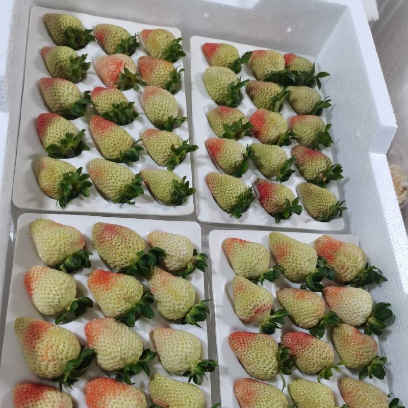 四季蒙特瑞草莓苗