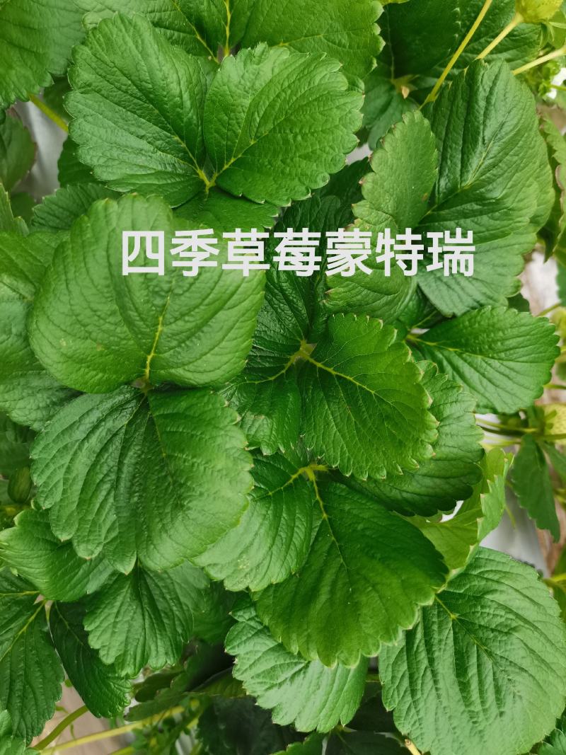 四季蒙特瑞草莓苗