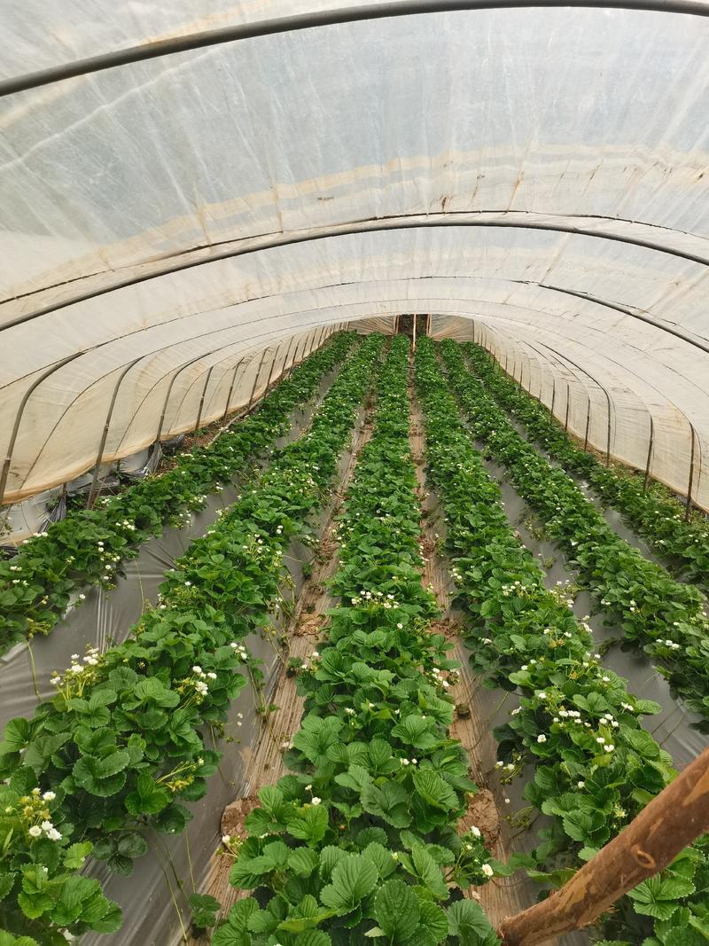 四季蒙特瑞草莓苗