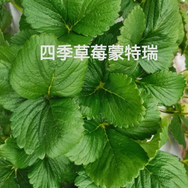 四季蒙特瑞草莓苗