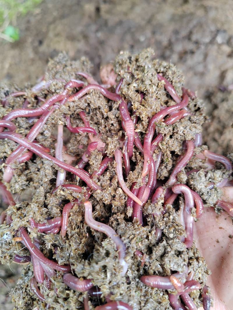 红蚯蚓