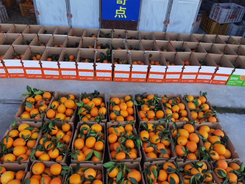 【源头货】江西赣南脐橙供应市场电商商超保障售后