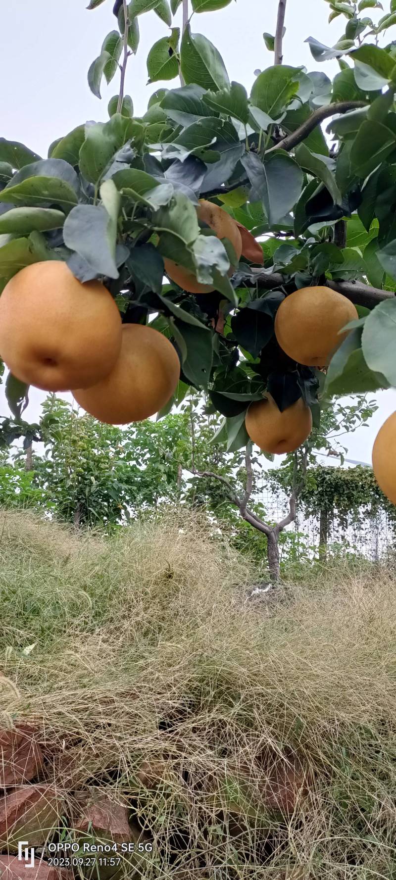 晚秋黄梨个大味足