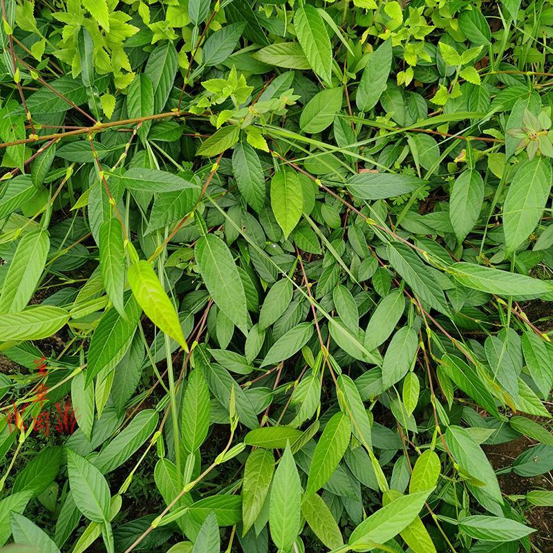 葫芦茶葫芦茶根中药材中草药原料批发葫芦茶