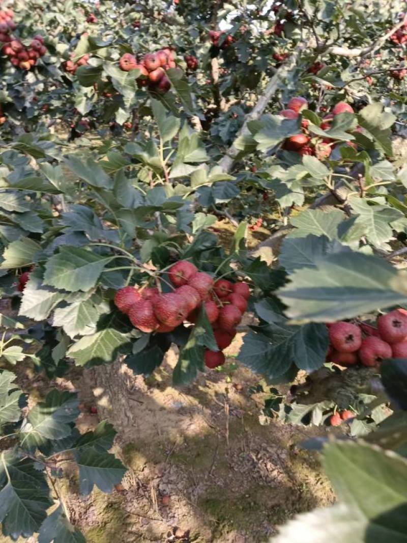 青岛莱西山楂产地