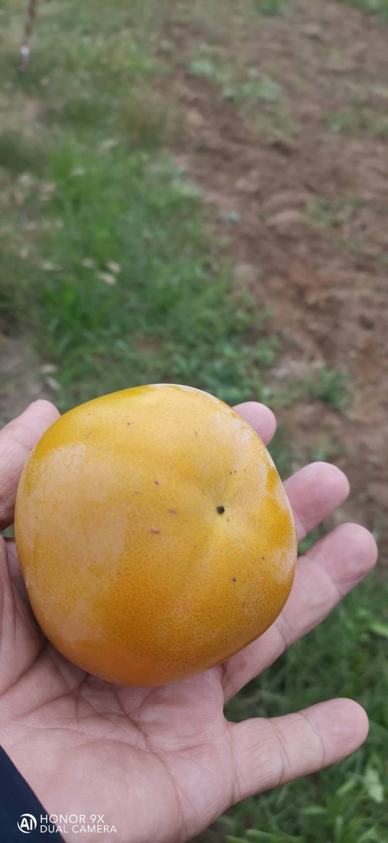 太秋甜柿