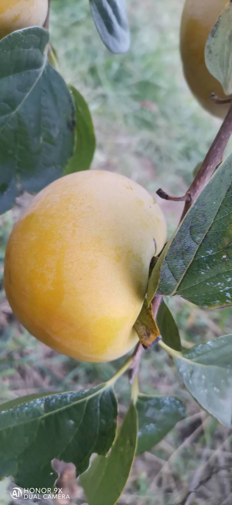 太秋甜柿