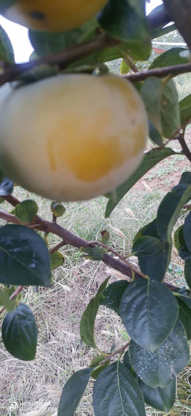 太秋甜柿
