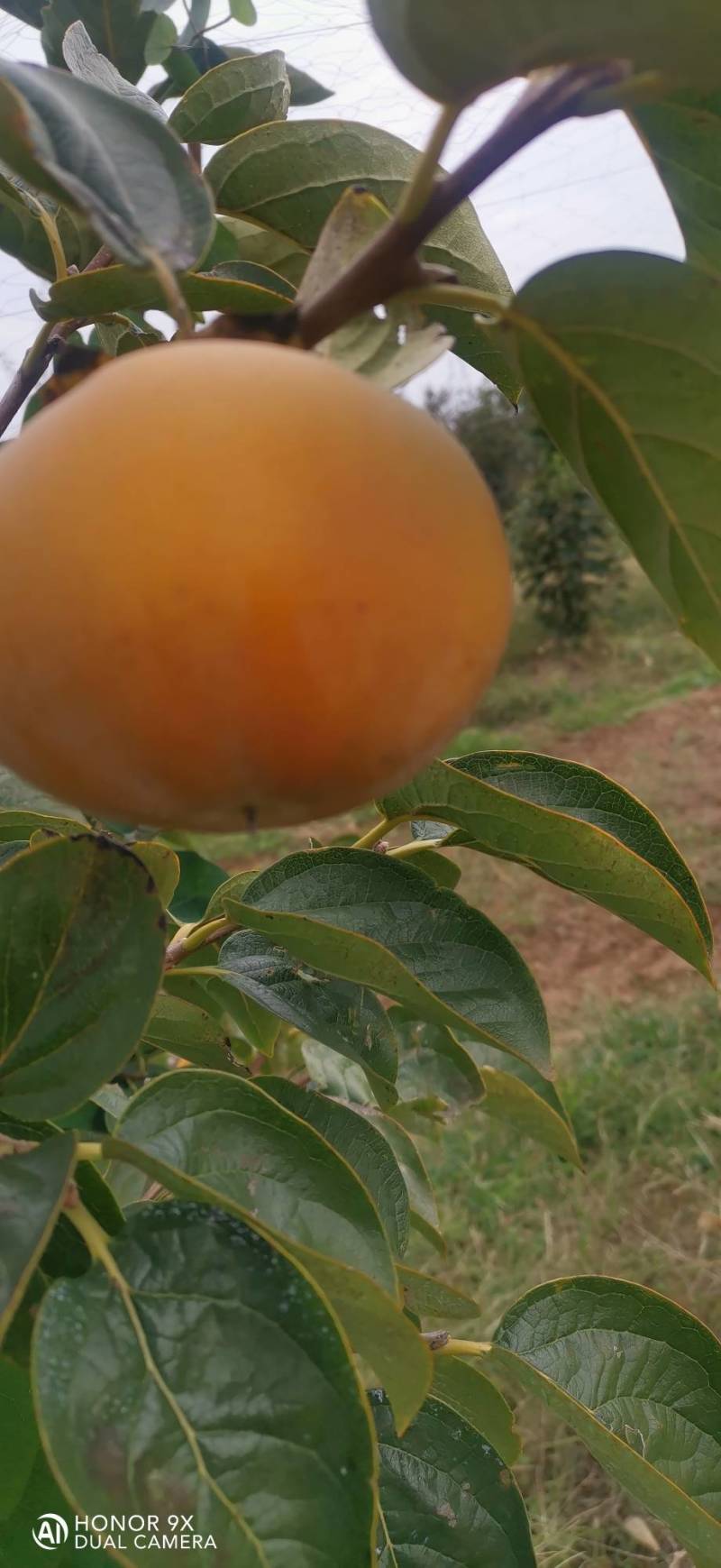太秋甜柿
