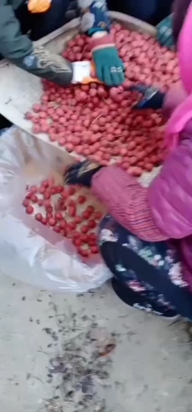 我们这里是山楂种植基地