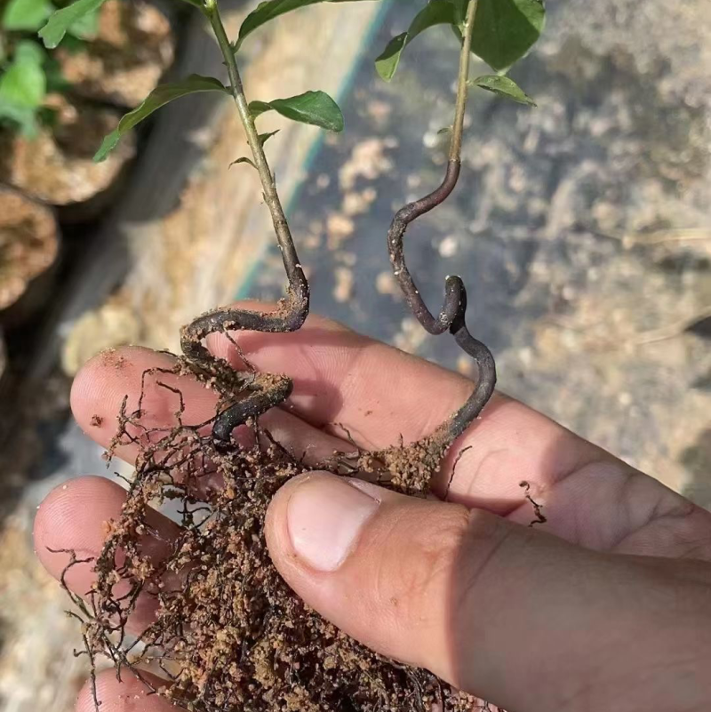 老鸦柿豆芽弯苗