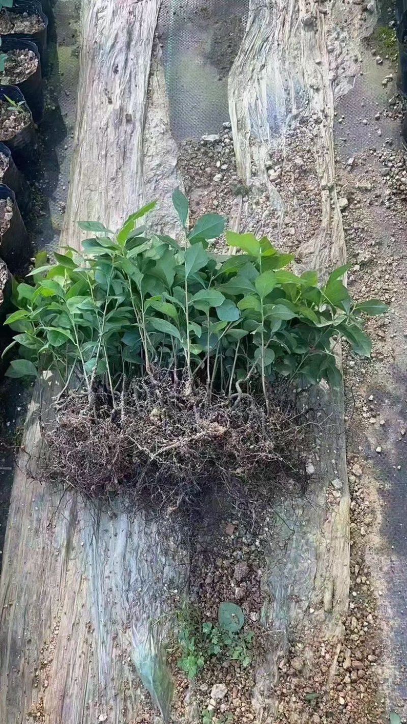 老鸦柿豆芽弯苗