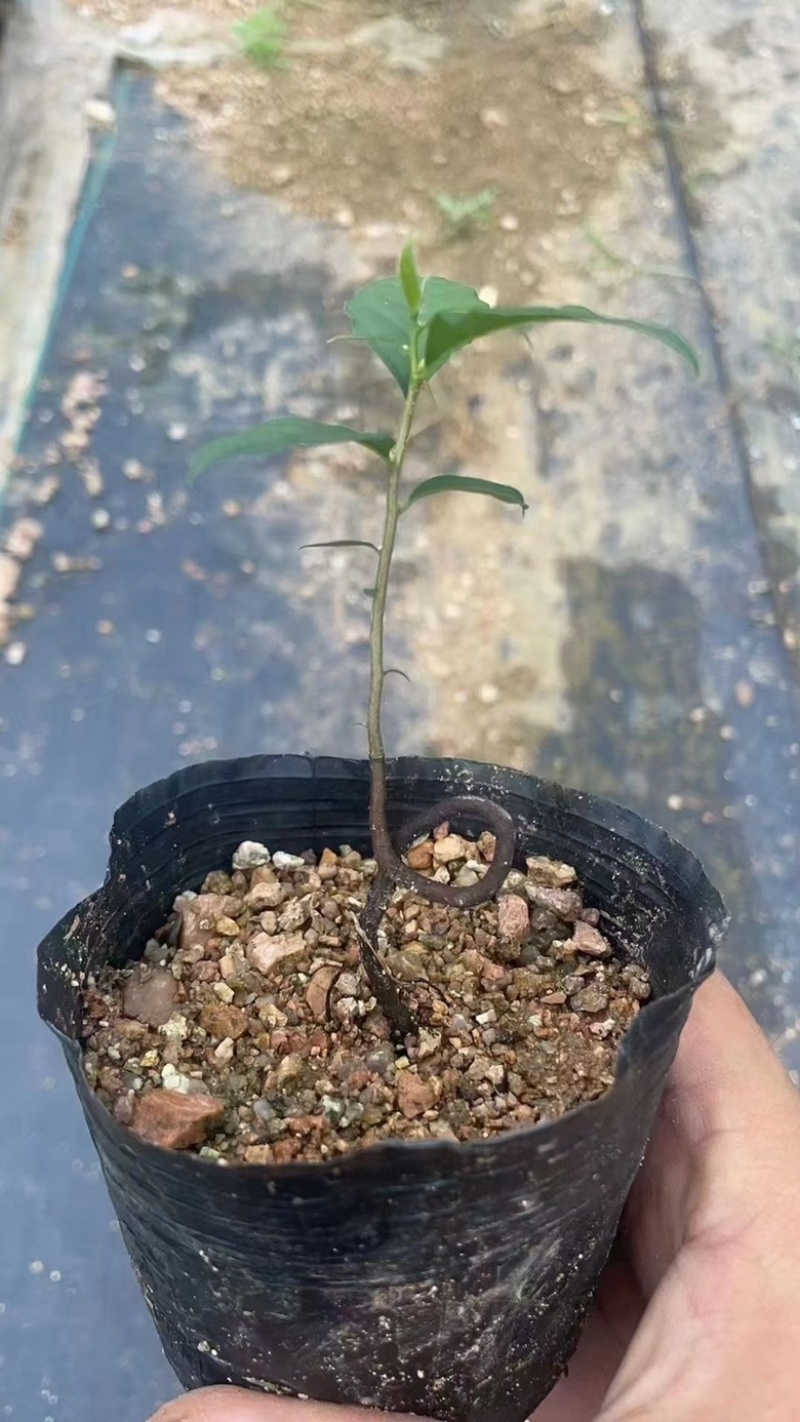 老鸦柿豆芽弯苗