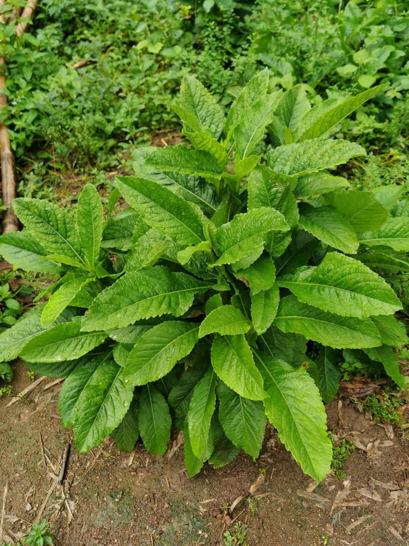 白花地胆头草天芥菜鸡疴粘土柴胡苦地胆磨地胆