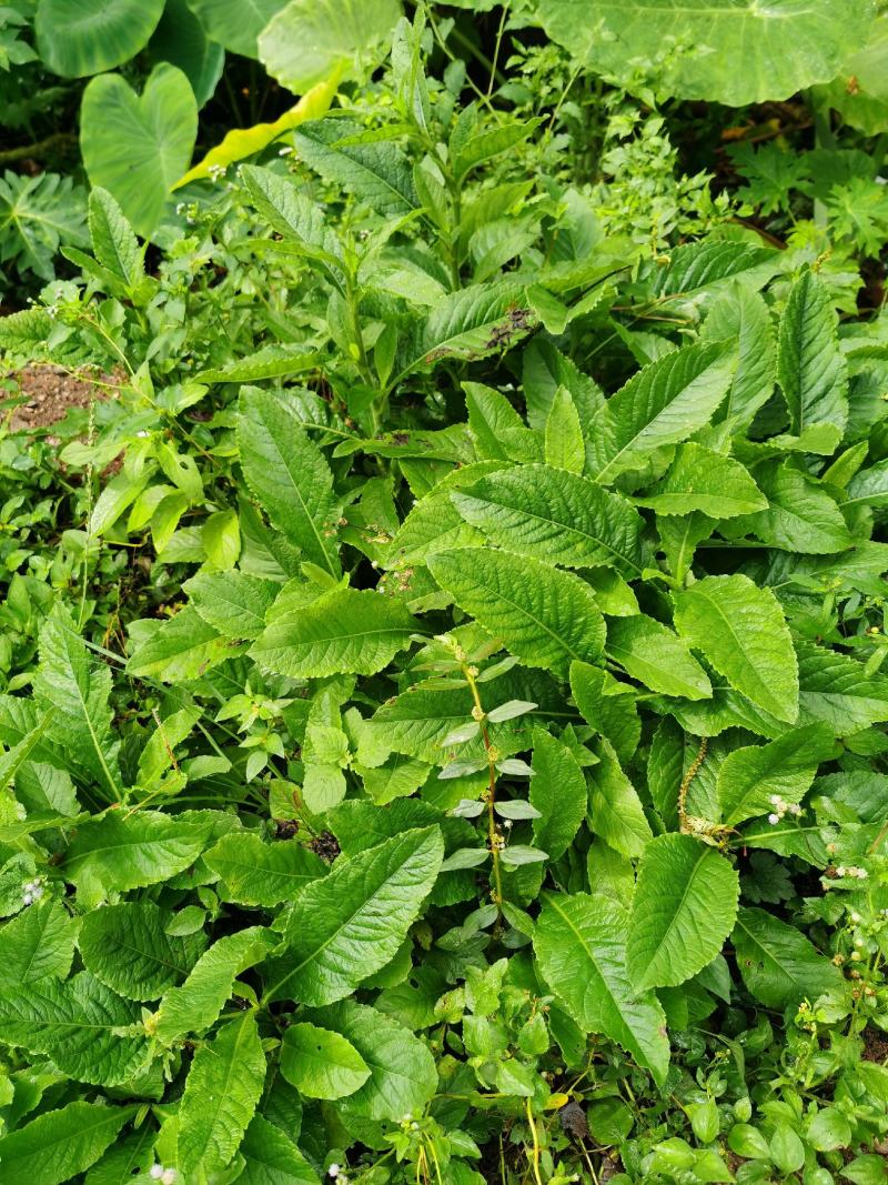 白花地胆头草天芥菜鸡疴粘土柴胡苦地胆磨地胆