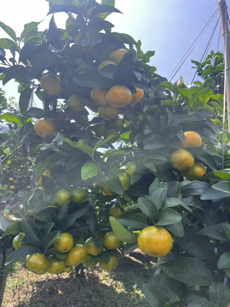 广西桂林灌阳县金秋沙糖桔