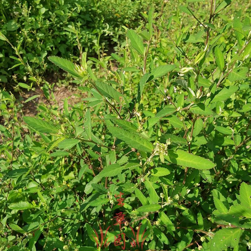白背黄花稔生肌草梅肉草拔脓消中药材中草药原料