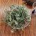 白背黄花稔生肌草梅肉草拔脓消中药材中草药原料
