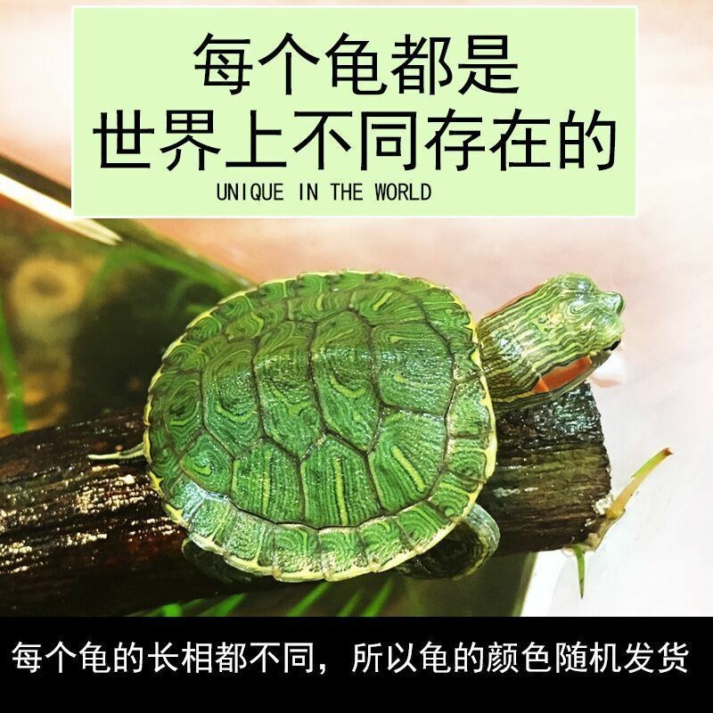 七彩小乌龟网红彩色宠物龟活体乌龟苗炫彩观赏原色工厂直销