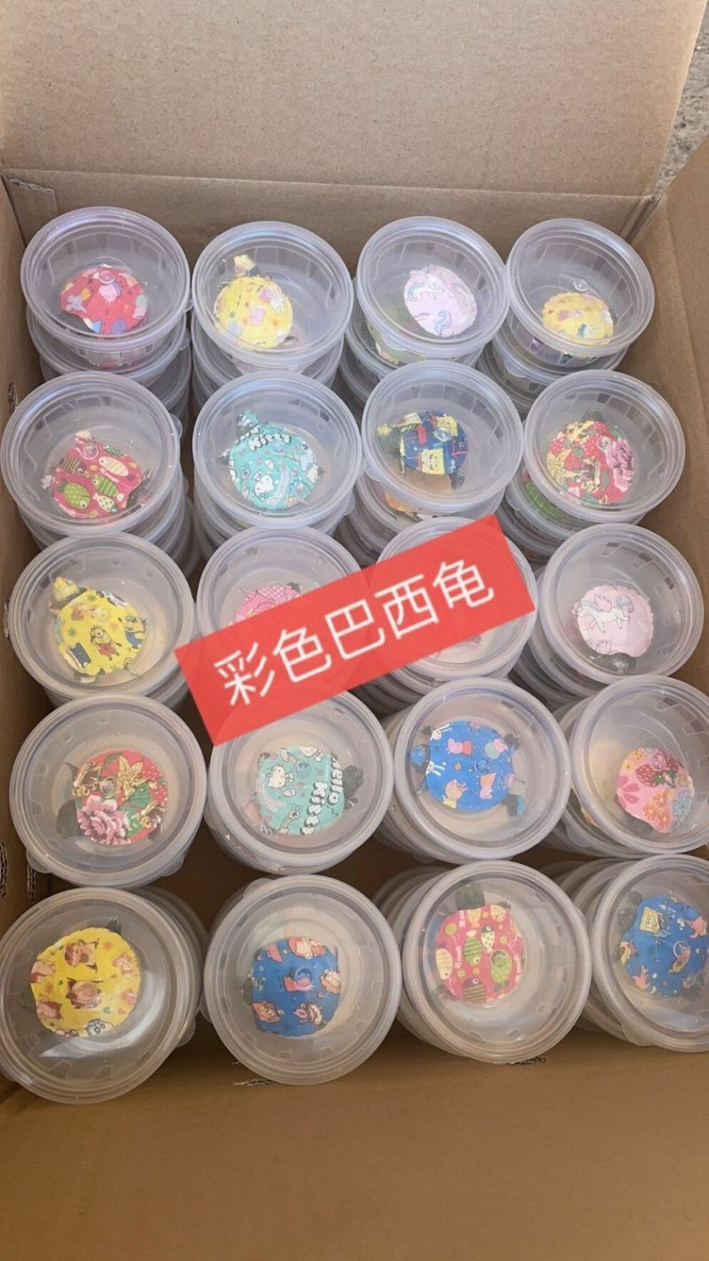 七彩小乌龟网红彩色宠物龟活体乌龟苗炫彩观赏原色工厂直销