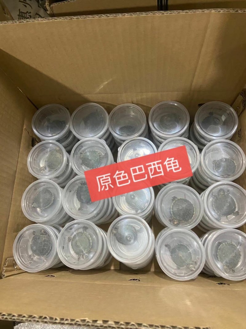 七彩小乌龟网红彩色宠物龟活体乌龟苗炫彩观赏原色工厂直销