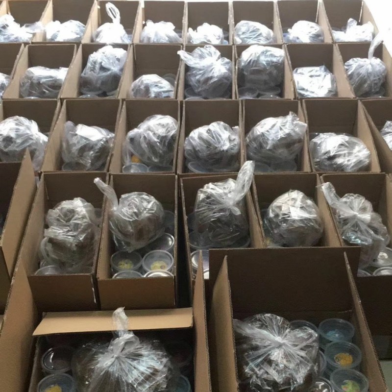 七彩小乌龟网红彩色宠物龟活体乌龟苗炫彩观赏原色工厂直销