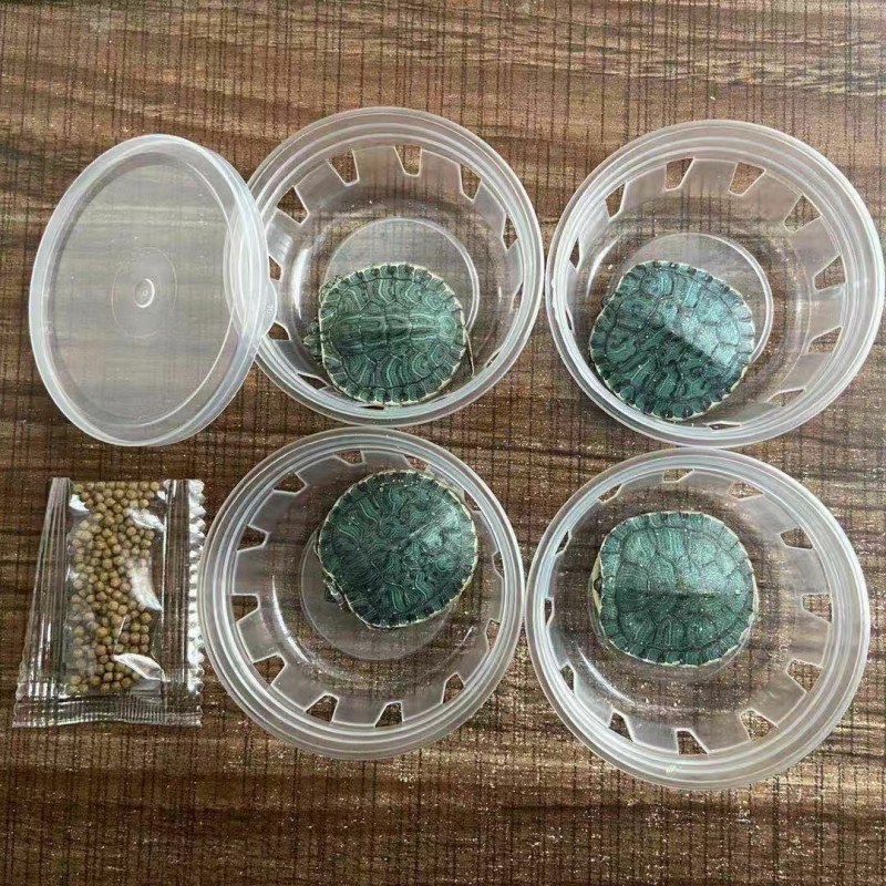 七彩小乌龟网红彩色宠物龟活体乌龟苗炫彩观赏原色工厂直销