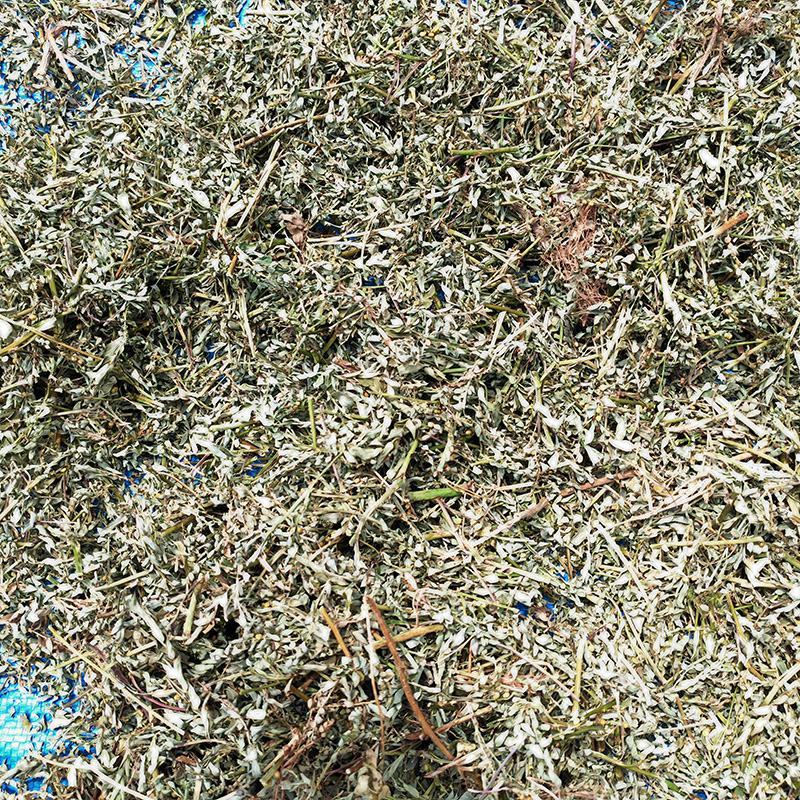 叶下珠中药材中草药原料批发珍珠草阴阳草