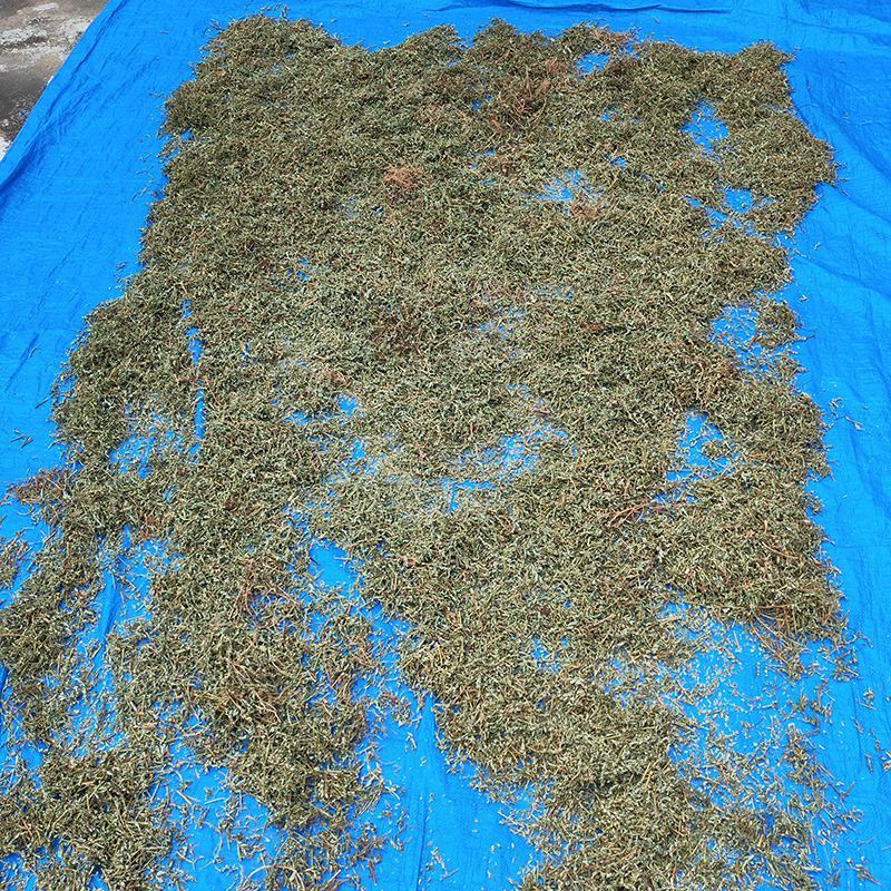 叶下珠中药材中草药原料批发珍珠草阴阳草