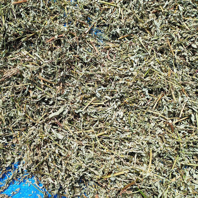叶下珠中药材中草药原料批发珍珠草阴阳草