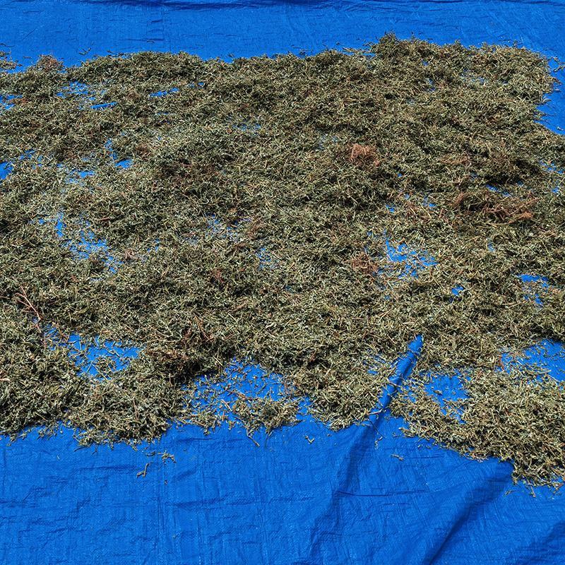 叶下珠中药材中草药原料批发珍珠草阴阳草