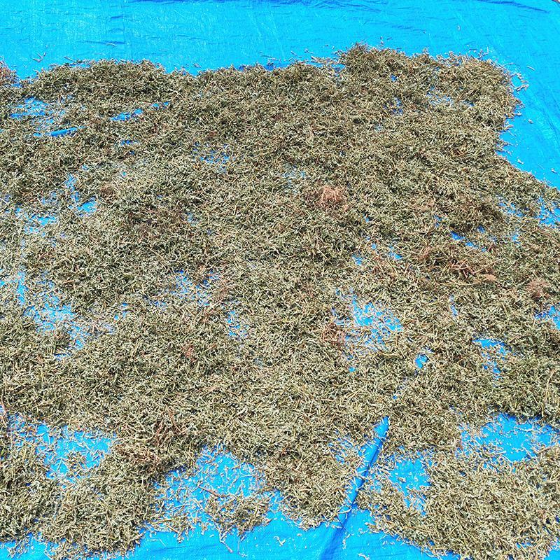 叶下珠中药材中草药原料批发珍珠草阴阳草