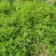 叶下珠中药材中草药原料批发珍珠草阴阳草