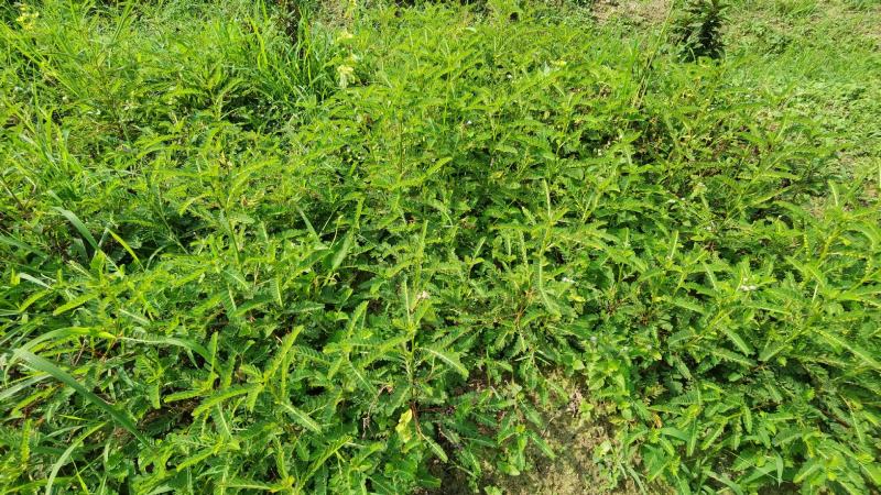 叶下珠中药材中草药原料批发珍珠草阴阳草