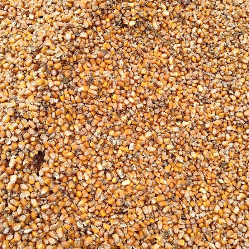 安徽黄玉米粒现货批发一手货源，欢迎咨询脱粒玉米