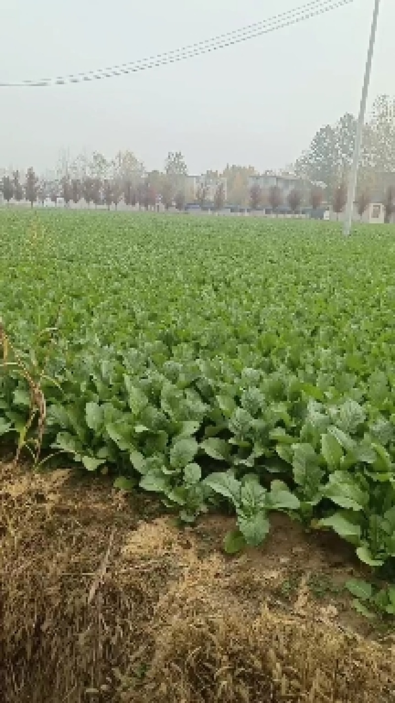 芥菜疙瘩产地直发，一手货源，货源充足，诚信经营欢迎来电