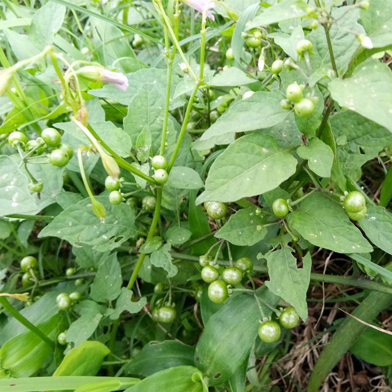 新货龙葵草中药材中草药原料批发