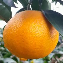 四川省自贡市荣县爱媛果冻橙大量上市了，支持产地直发货源！
