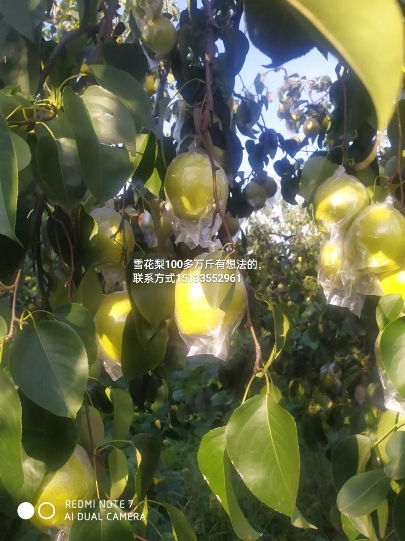 100万斤雪花梨急于出售