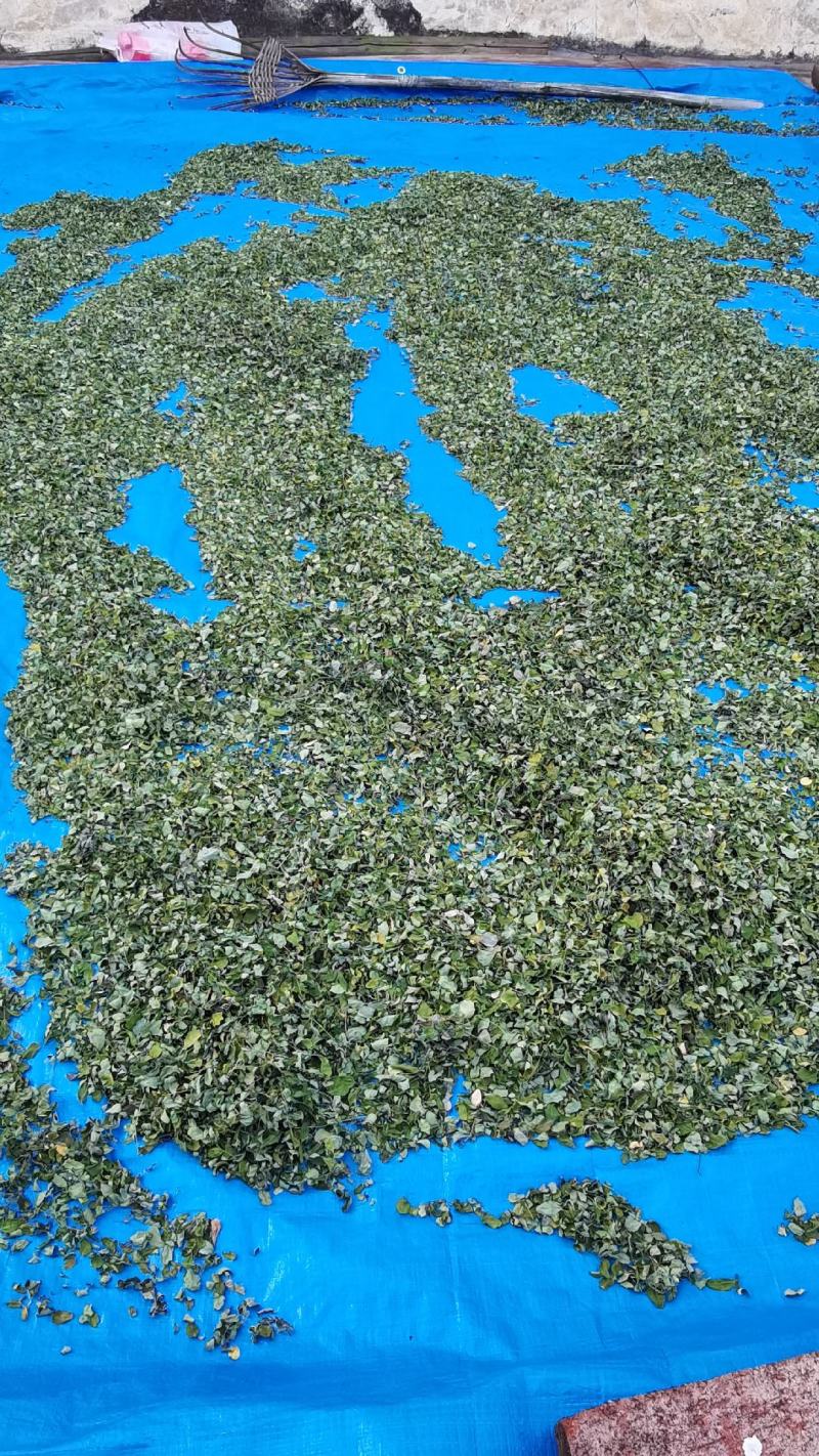 辣木叶辣木籽叶中药材中草药原料批发