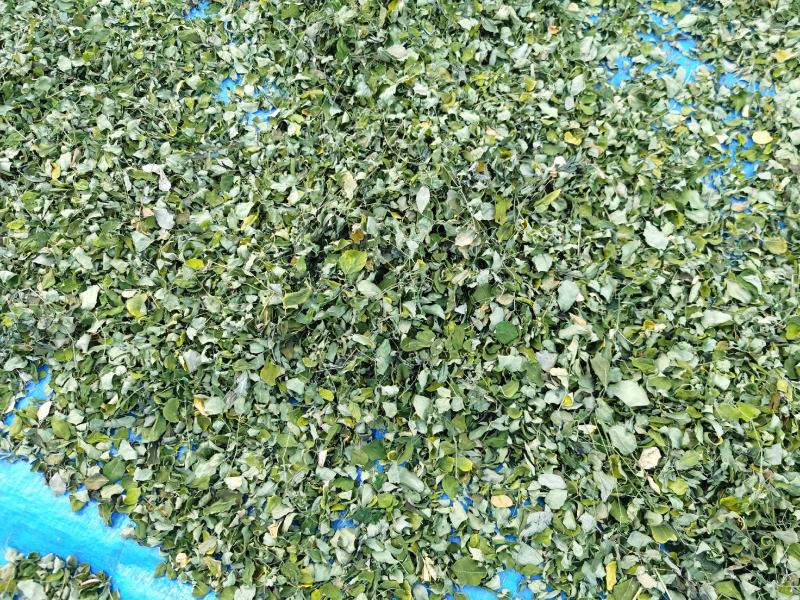 辣木叶辣木籽叶中药材中草药原料批发