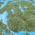 辣木叶辣木籽叶中药材中草药原料批发