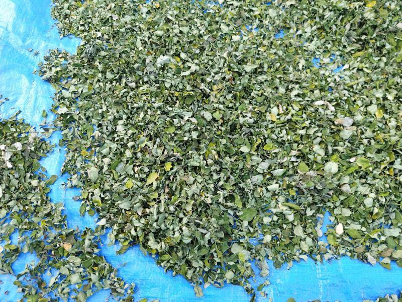 辣木叶辣木籽叶中药材中草药原料批发