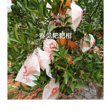 中华好柑橘一一春见耙耙柑：口感.纯正.纯甜
