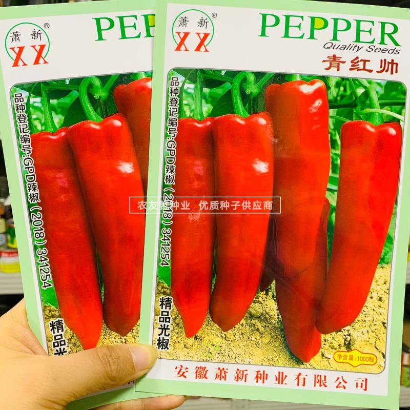 精品光椒萧新青红帅辣椒种子青红泡椒种子辣椒红椒种子