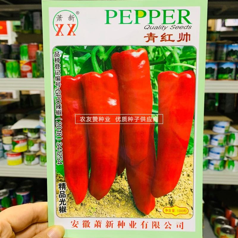 精品光椒萧新青红帅辣椒种子青红泡椒种子辣椒红椒种子