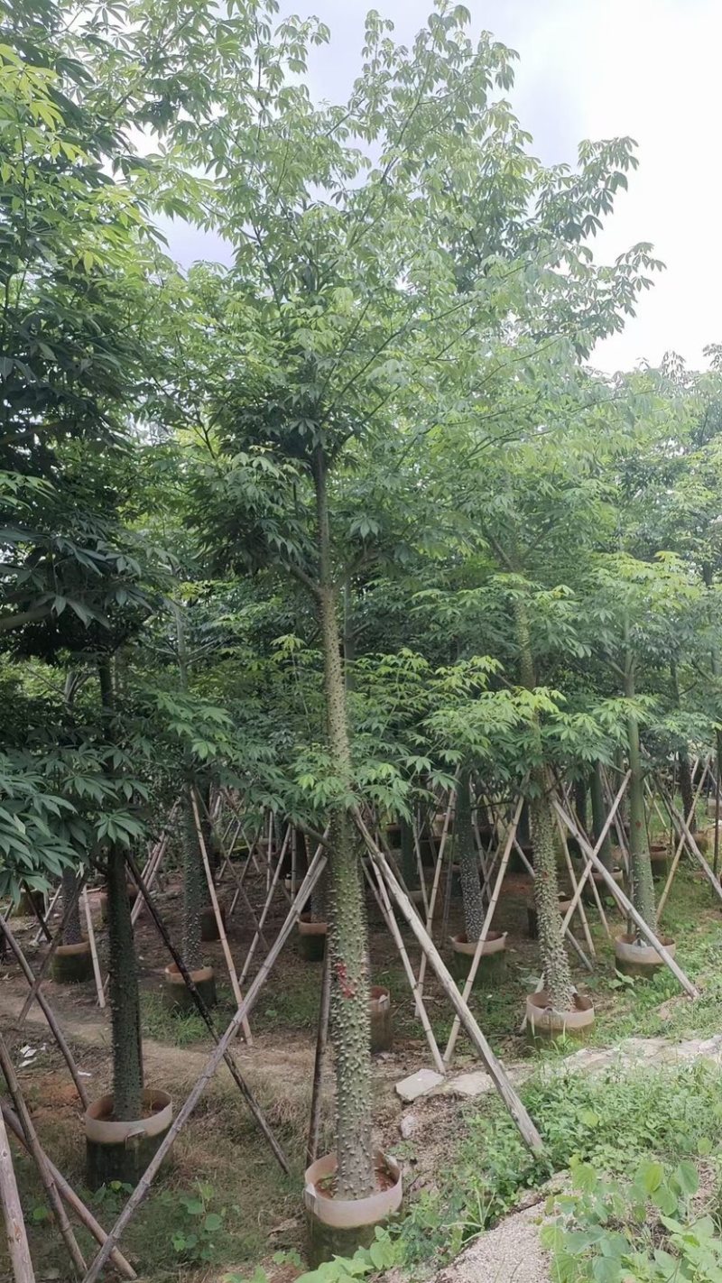 美丽异木棉